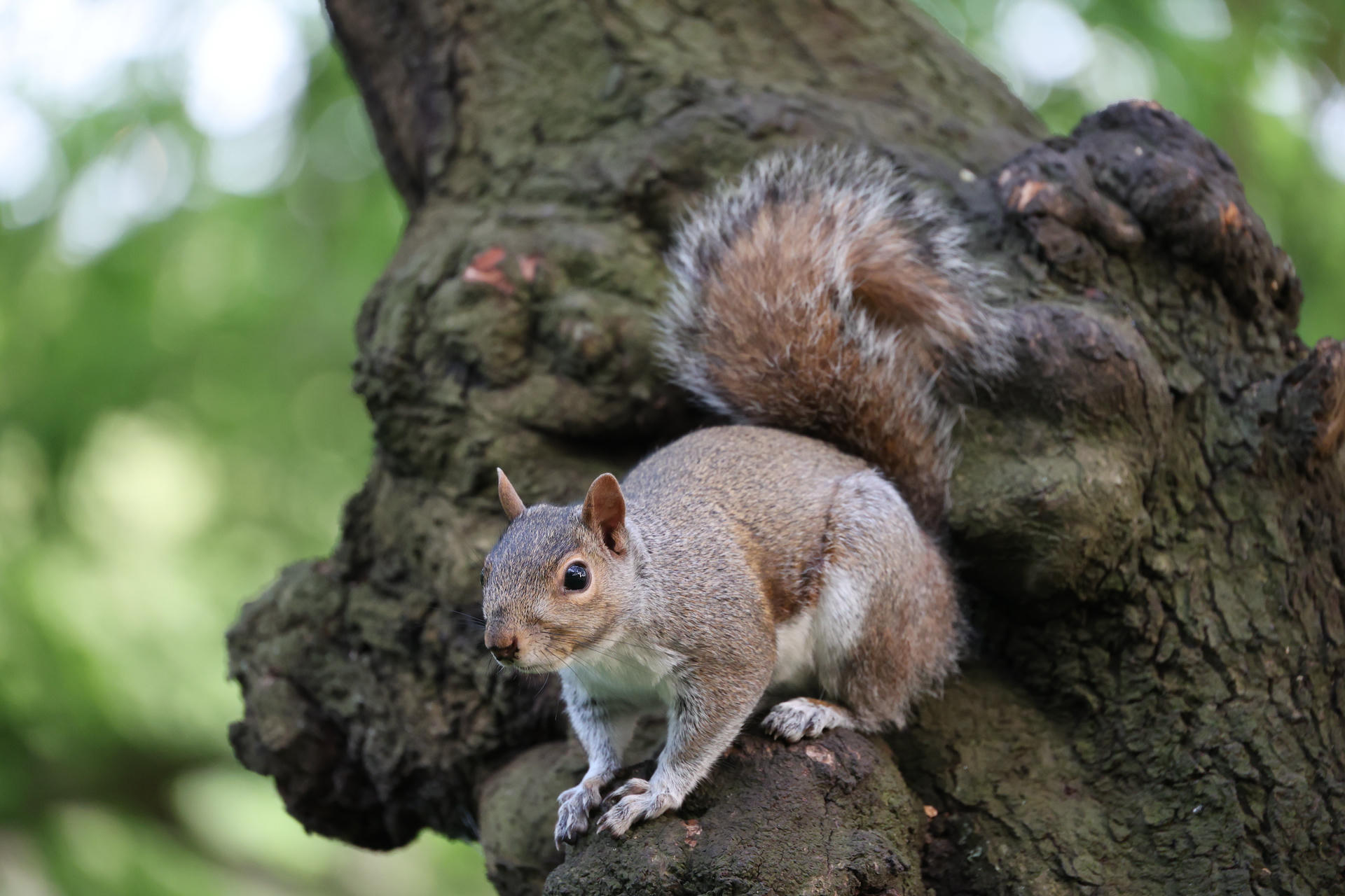 A gray squirrel with a bushy tail is perched on a mossy tree trunk, looking alert and curious. The background is natural and blurred, highlighting the squirrel’s features.