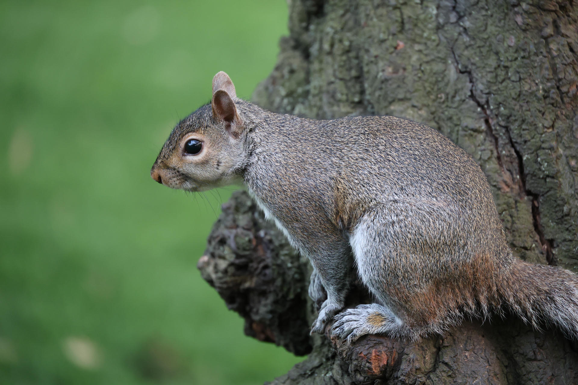 A gray squirrel is perched on the side of a tree trunk, its body facing sideways with a bushy tail curled behind it. The background is a soft green, highlighting the squirrel’s alert posture and textured fur.