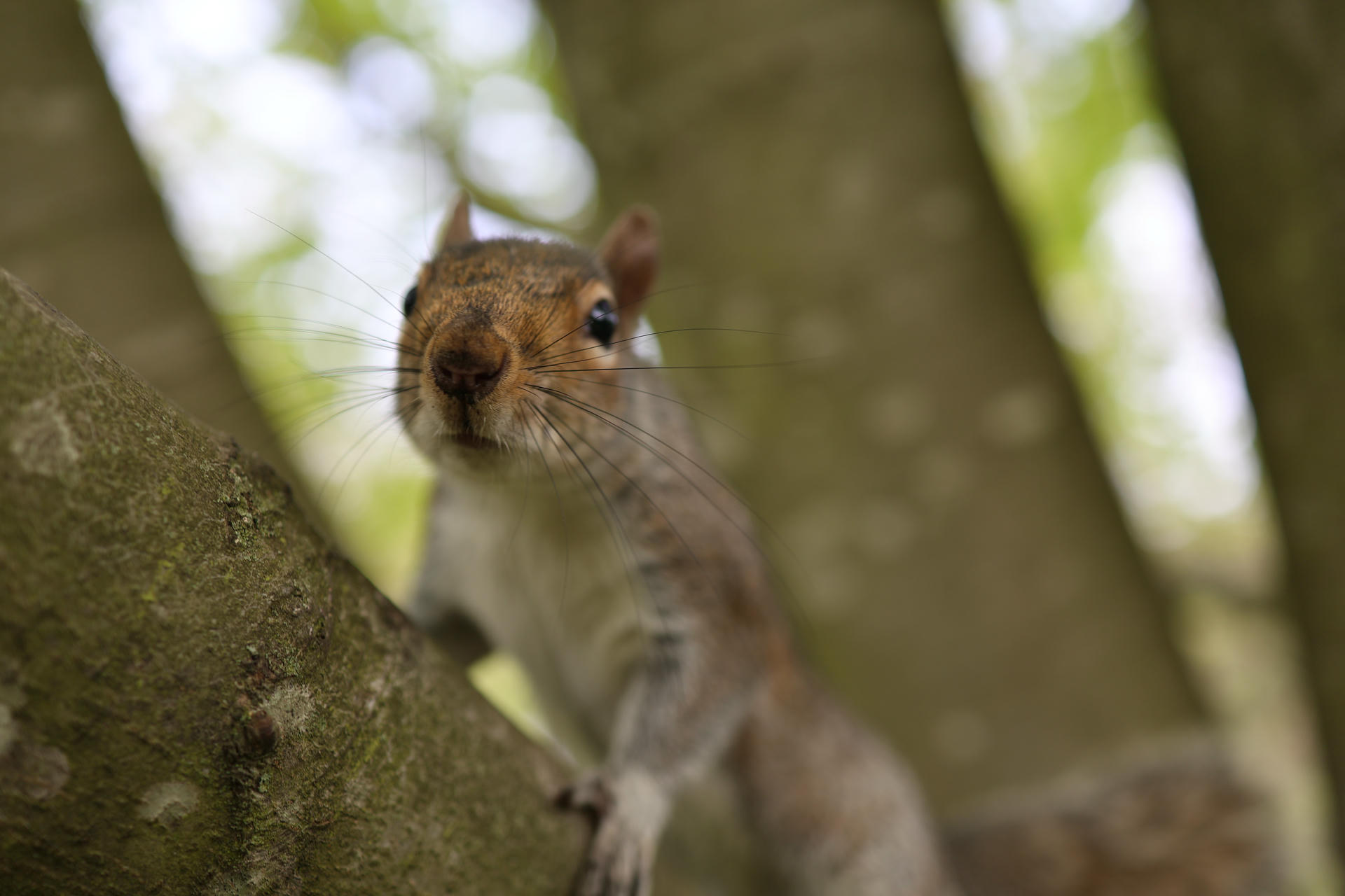 A gray squirrel is perched on a tree branch, looking directly at the camera with its front paws gripping the bark. The background is softly blurred, highlighting the squirrel's curious expression and bushy tail.
