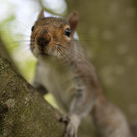 A gray squirrel is perched on a tree branch, looking directly at the camera with its front paws gripping the bark. The background is softly blurred, highlighting the squirrel's curious expression and bushy tail.