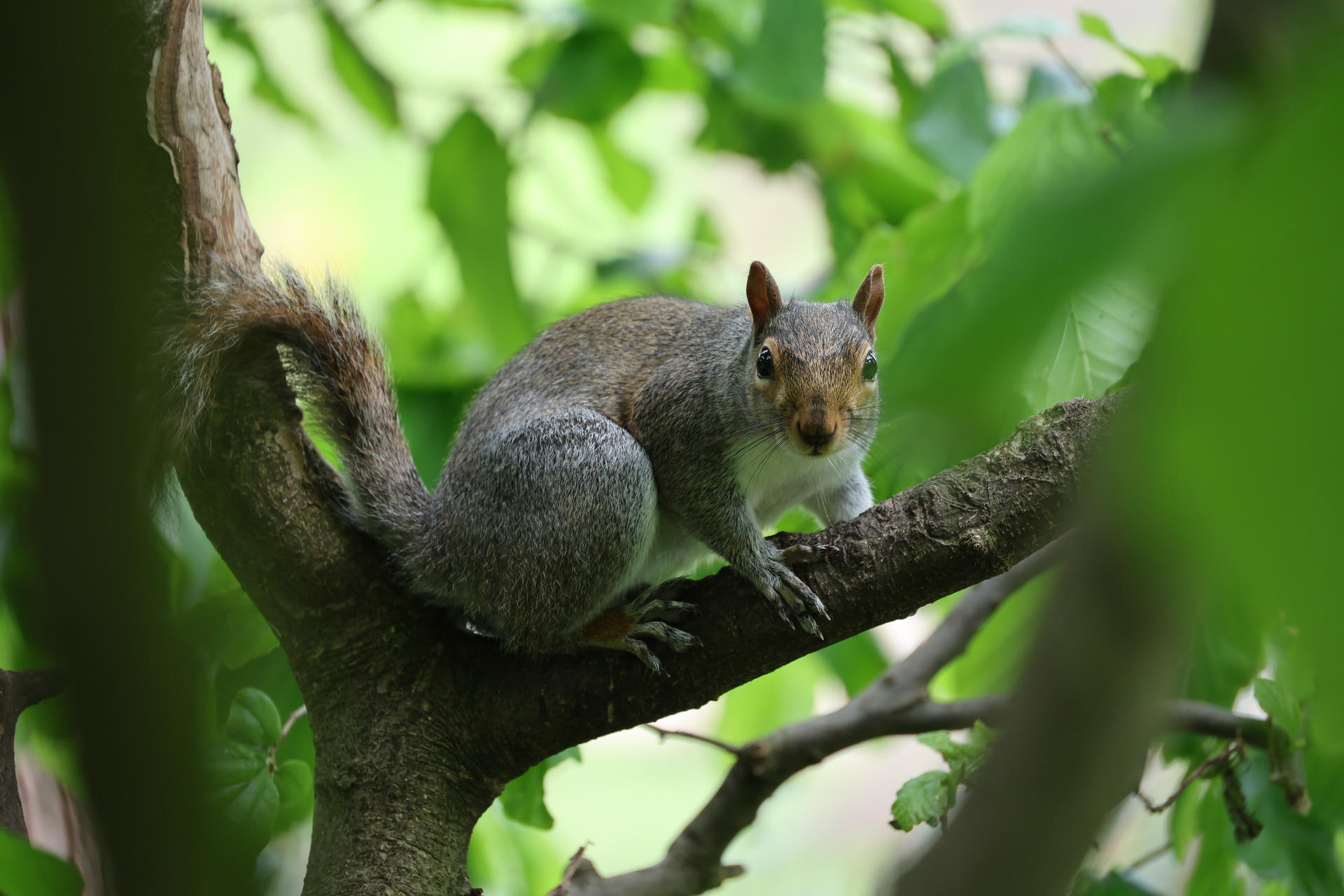 A gray squirrel is perched on a tree branch, surrounded by lush green leaves. The squirrel is looking directly at the camera, with its bushy tail curled behind it.