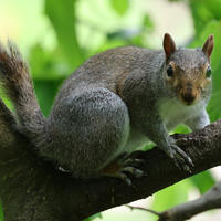 A gray squirrel is perched on a tree branch, surrounded by lush green leaves. The squirrel is looking directly at the camera, with its bushy tail curled behind it.