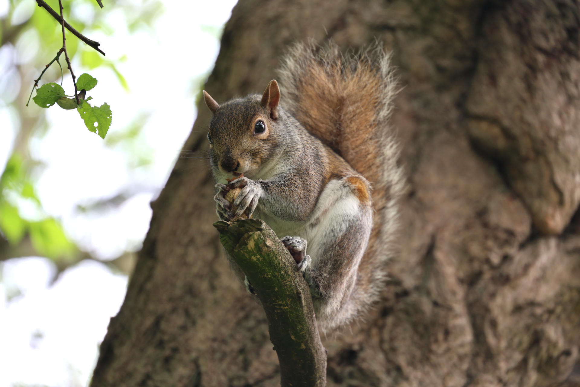 A gray squirrel is perched on a tree branch, holding food in its front paws and nibbling. Its bushy tail is curled up behind it, and the background is filled with tree bark.