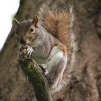 A gray squirrel is perched on a tree branch, holding food in its front paws and nibbling. Its bushy tail is curled up behind it, and the background is filled with tree bark.