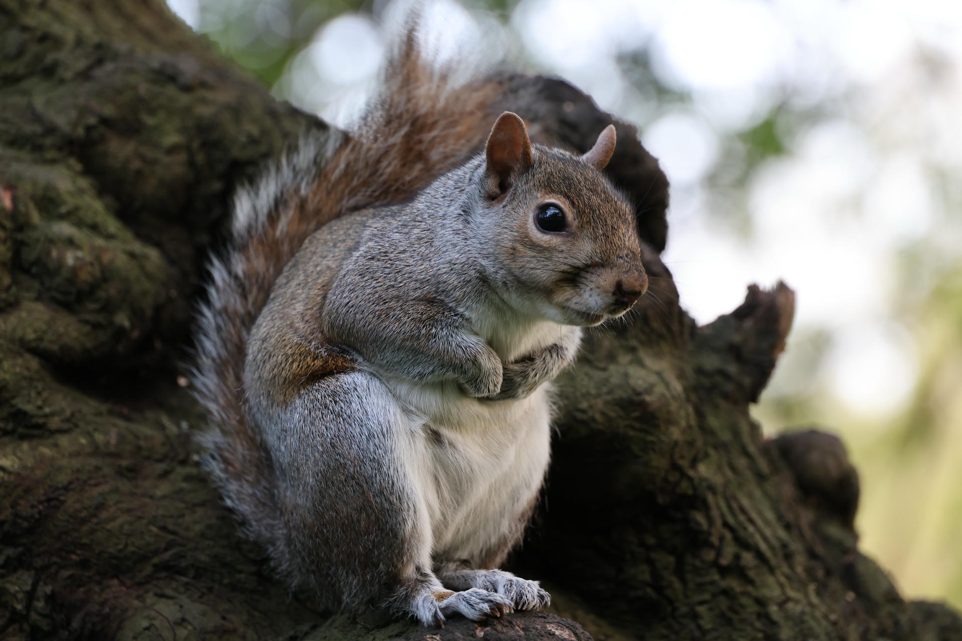 A gray squirrel sits upright on a tree branch, its bushy tail curled behind it and its front paws held close to its chest. The background is softly blurred with hints of green foliage.