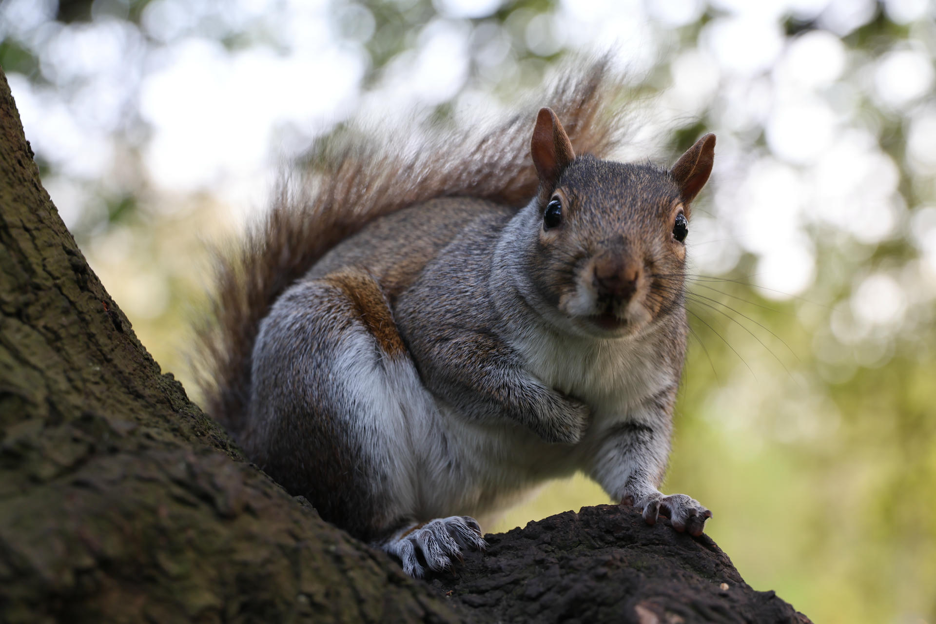 A gray squirrel is perched on a tree branch, looking directly at the camera with its bushy tail arched behind it. The background is softly blurred with hints of green foliage.