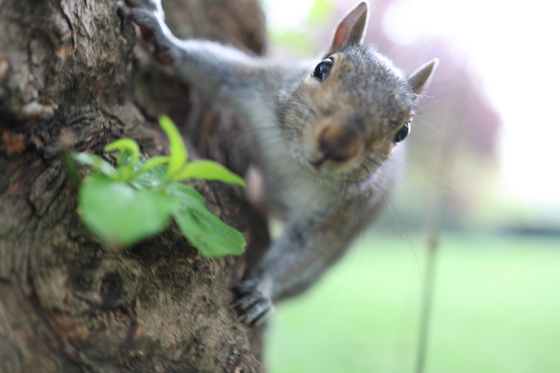 A gray squirrel clings to the side of a tree, looking curiously toward the camera with its face in sharp focus. Soft greenery and a blurred background create a natural, outdoor setting.
