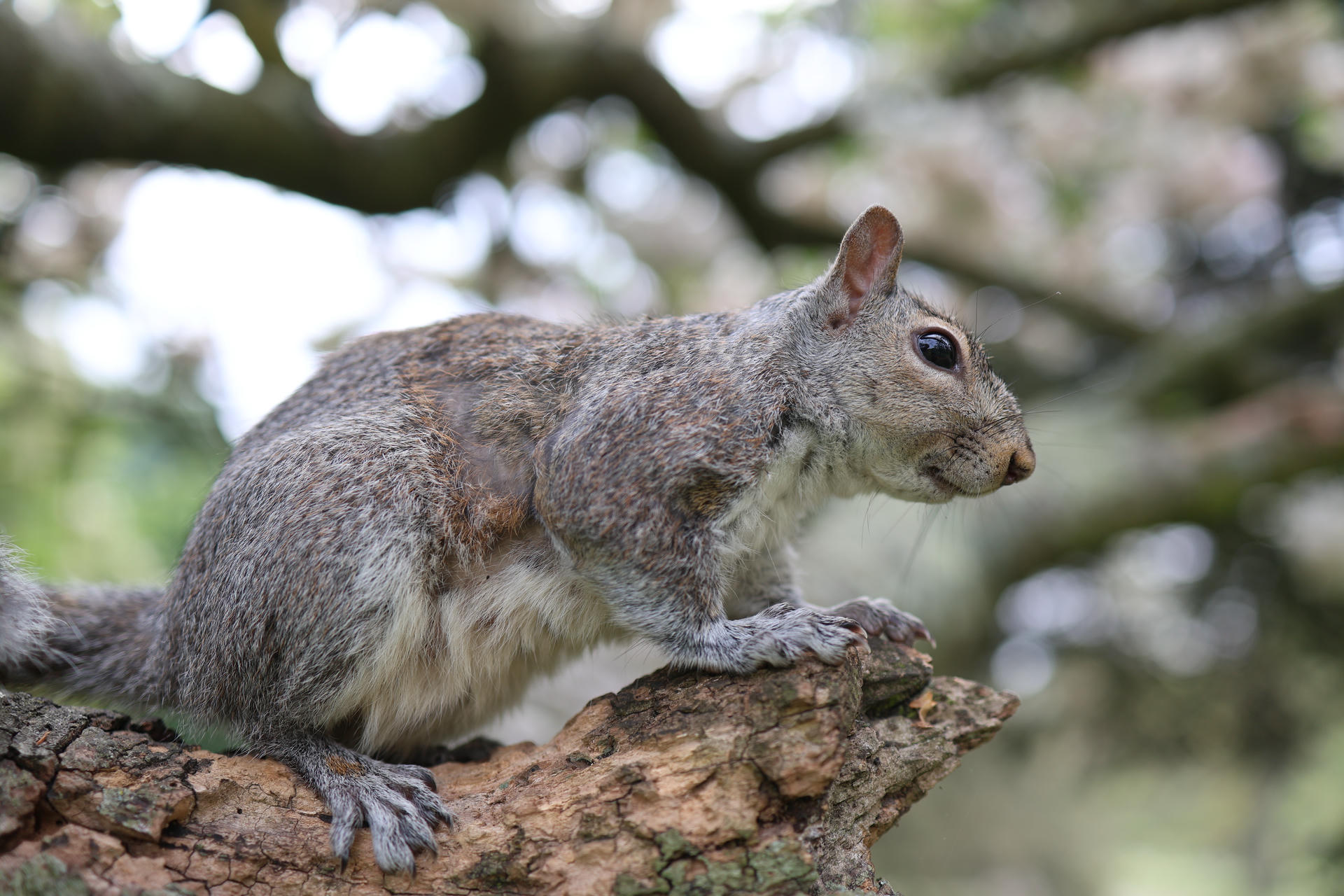 A gray squirrel is perched on a tree branch, looking alert with its body stretched out and its bushy tail visible. The background is softly blurred with hints of green foliage and tree limbs.