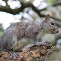 A gray squirrel is perched on a tree branch, looking alert with its body stretched out and its bushy tail visible. The background is softly blurred with hints of green foliage and tree limbs.