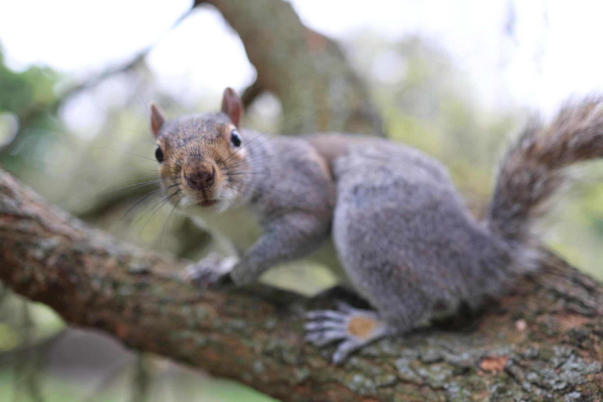 A gray squirrel is perched on a tree branch, looking alertly toward the camera. Its bushy tail is curled behind it, and the background is softly blurred with hints of green foliage.
