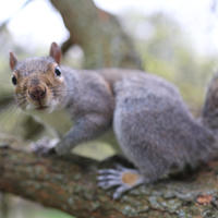 A gray squirrel is perched on a tree branch, looking alertly toward the camera. Its bushy tail is curled behind it, and the background is softly blurred with hints of green foliage.