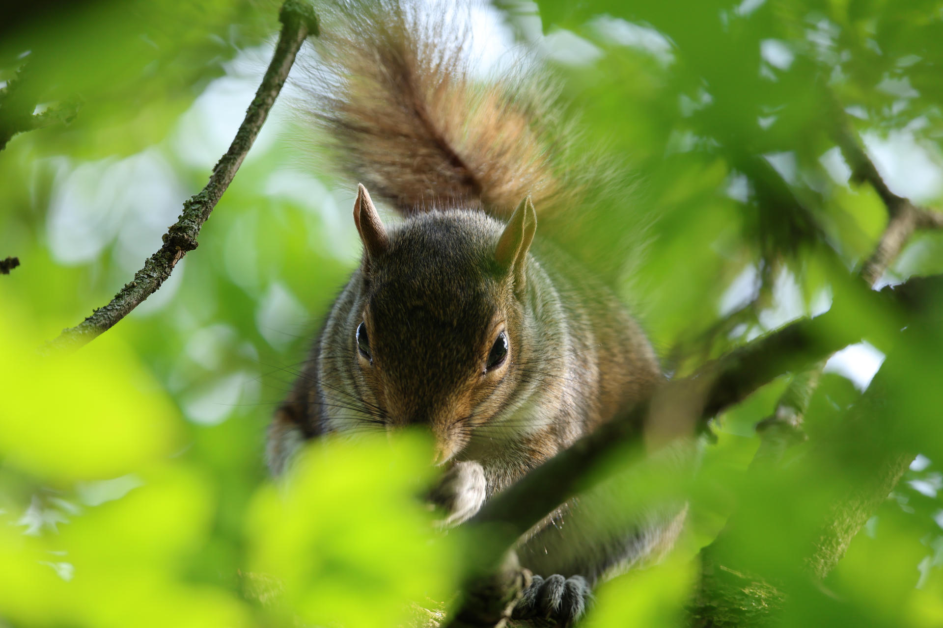 A gray squirrel is peeking through green leaves, its face and bushy tail partially visible as it looks toward the camera. The close-up shot highlights the squirrel’s alert expression and soft fur.