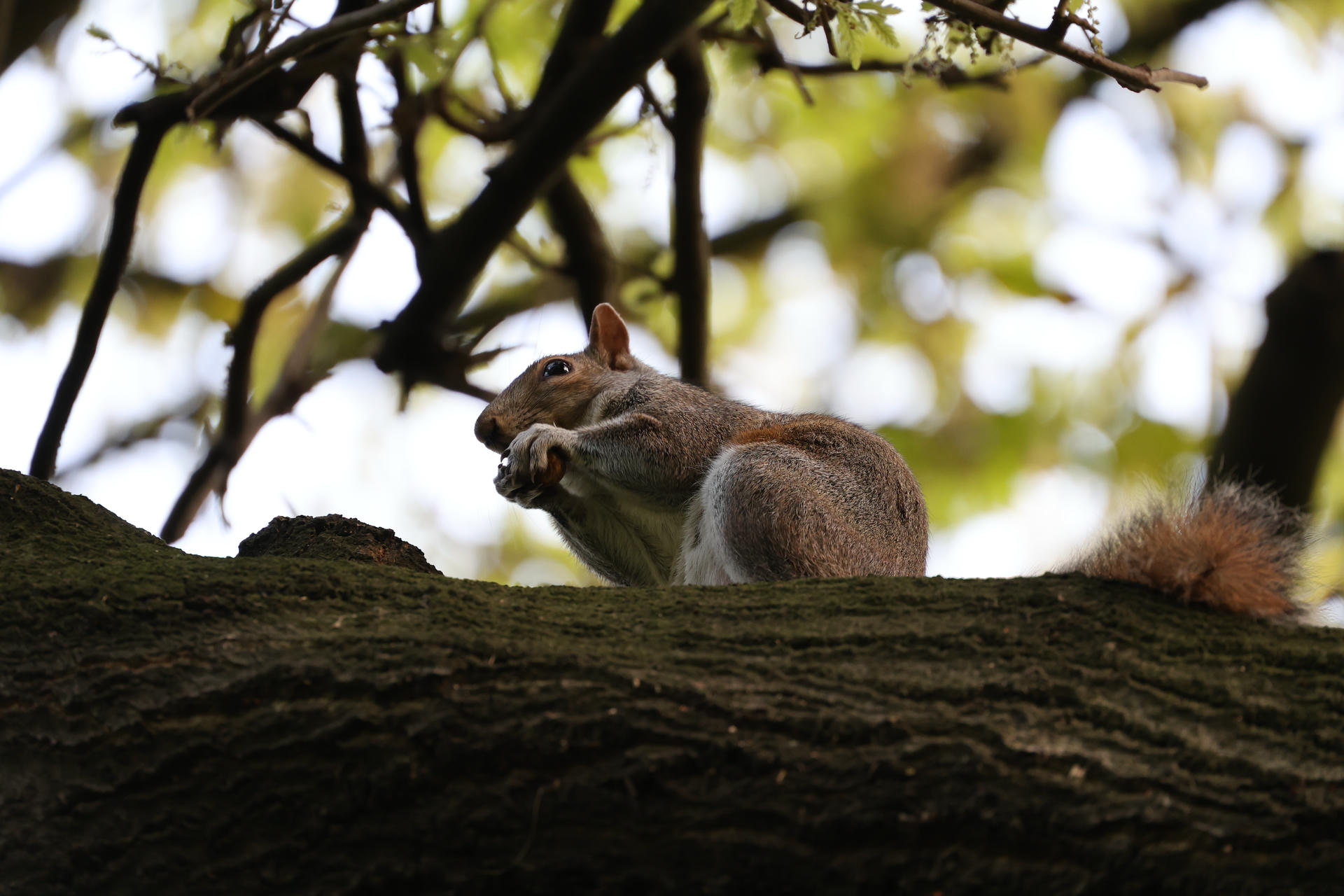 A gray squirrel is perched on a tree branch, holding something in its front paws with a background of blurred green foliage. The squirrel appears alert and focused, with its bushy tail curled beside its body.