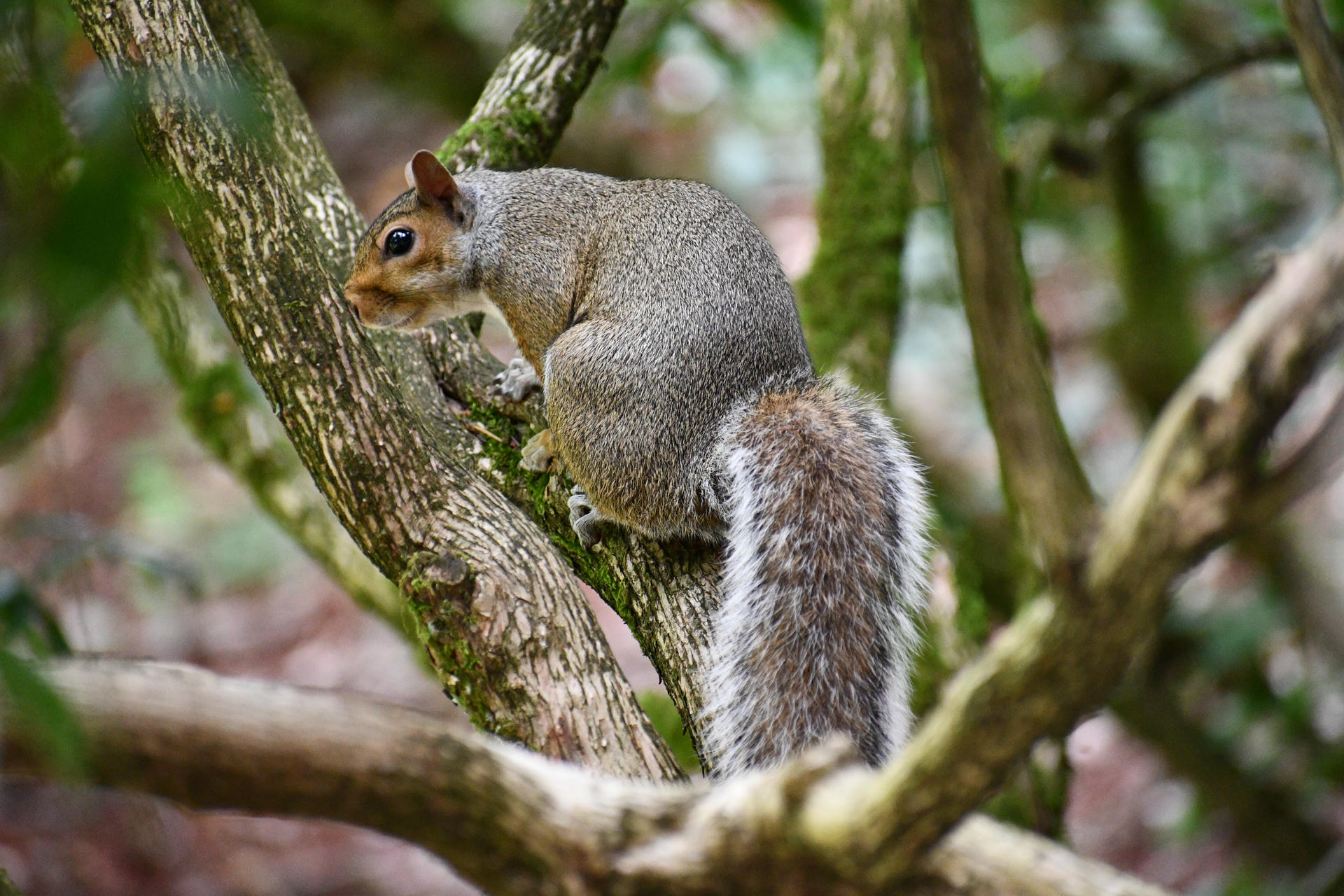 A gray squirrel is perched on a tree branch, surrounded by green foliage and moss-covered limbs. Its bushy tail is curled along its side as it looks alertly into the distance.
