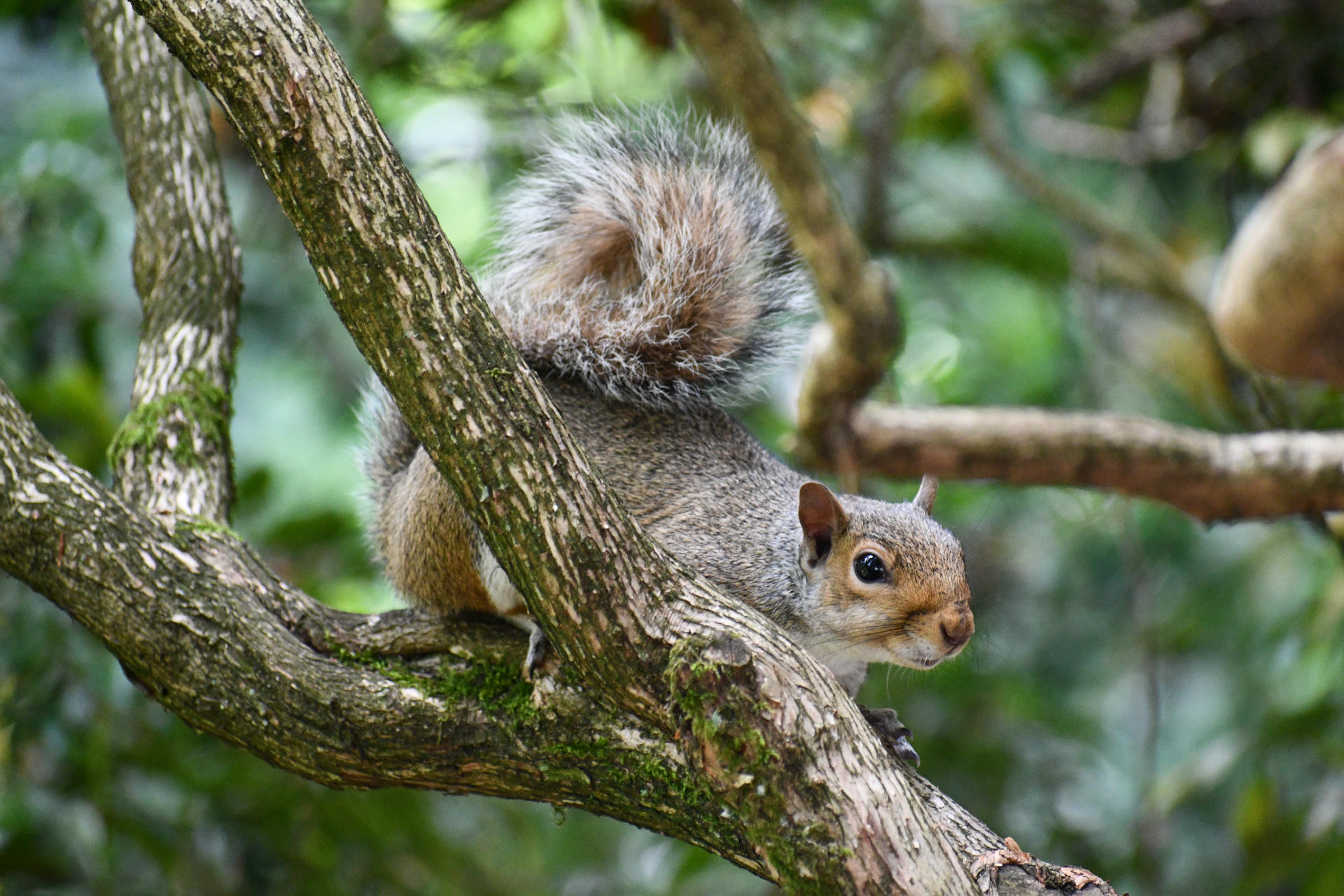A gray squirrel is perched on a tree branch, surrounded by green leaves and foliage. Its bushy tail is curled over its back as it looks alertly to the side.