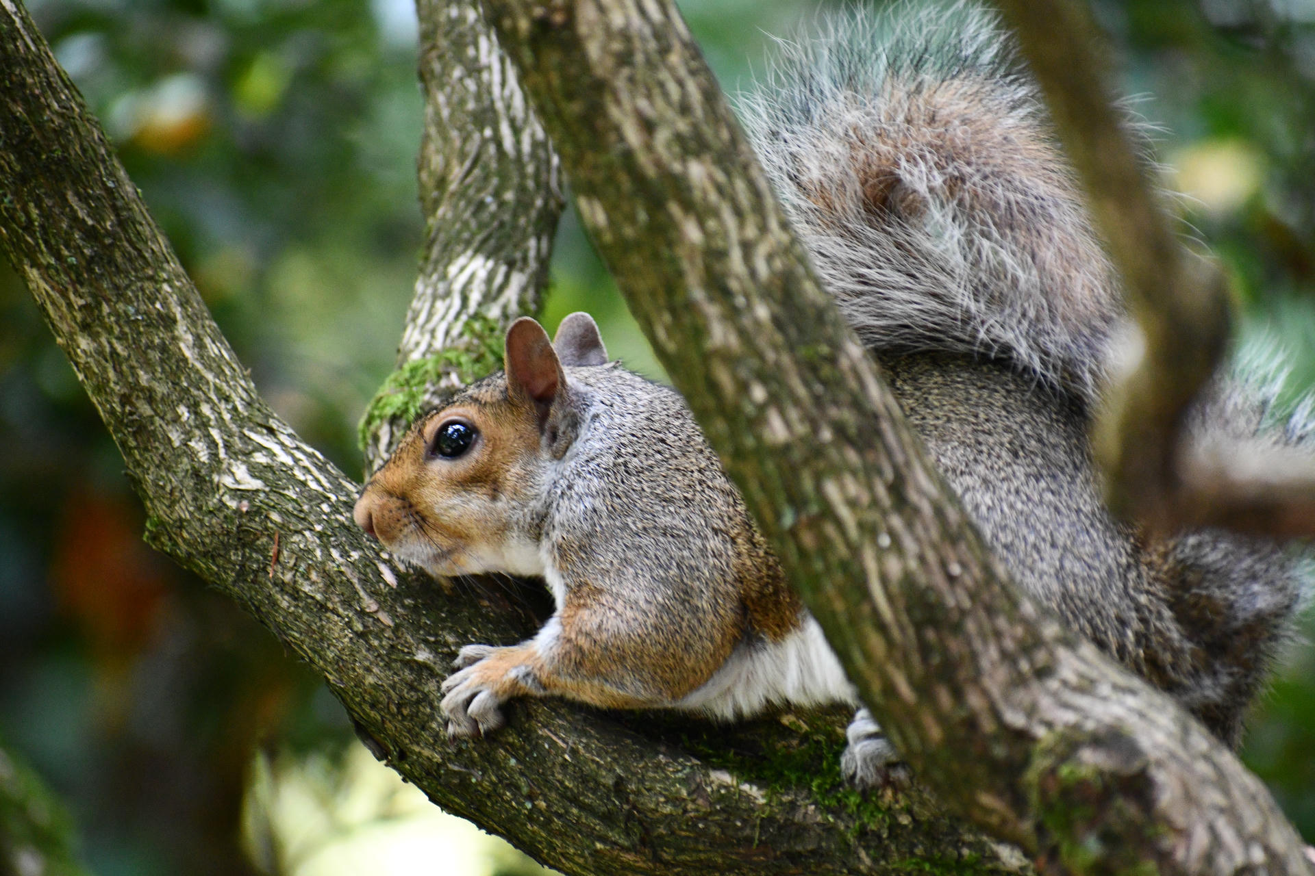 A gray squirrel is stretched out along a tree branch, blending in with the bark as it looks alertly to the side. Its bushy tail is visible behind it, and the background is filled with green foliage.