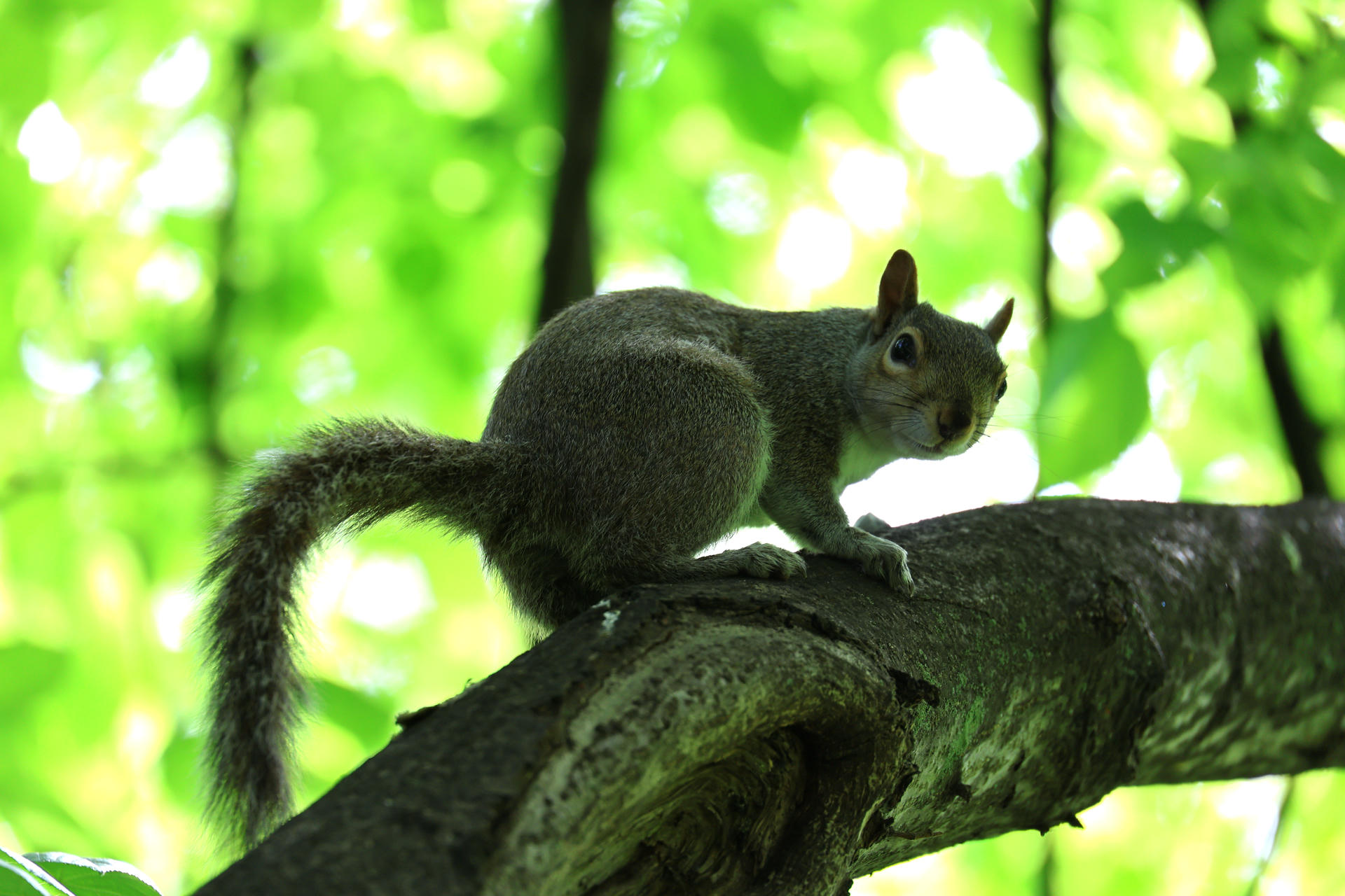 A gray squirrel is perched on a tree branch, its bushy tail curled behind it, with a background of bright green leaves. The lighting creates a soft silhouette effect on the squirrel's body.