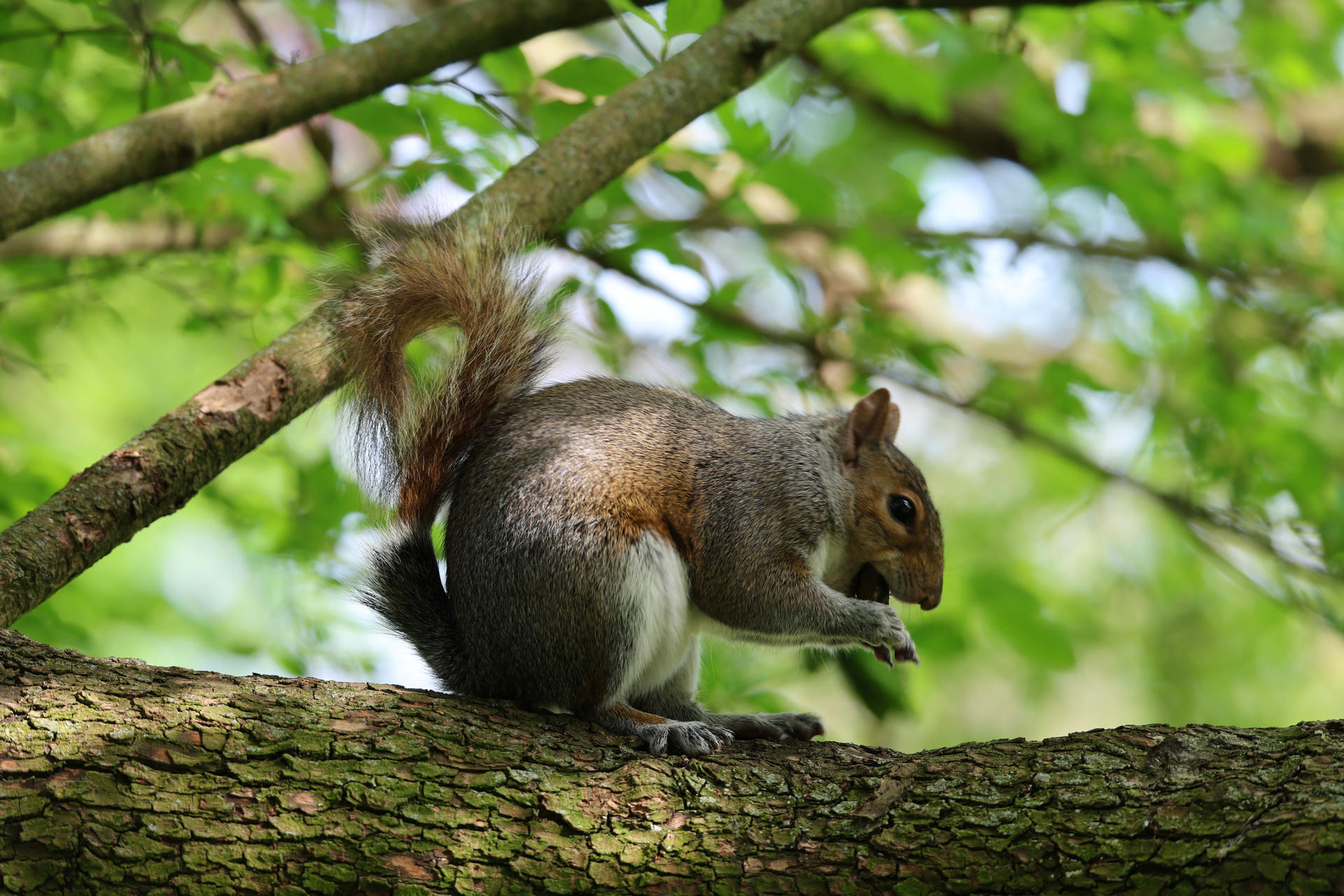 A gray squirrel is perched on a tree branch, holding food in its front paws and surrounded by green leaves. Its bushy tail is raised, and it appears to be eating.
