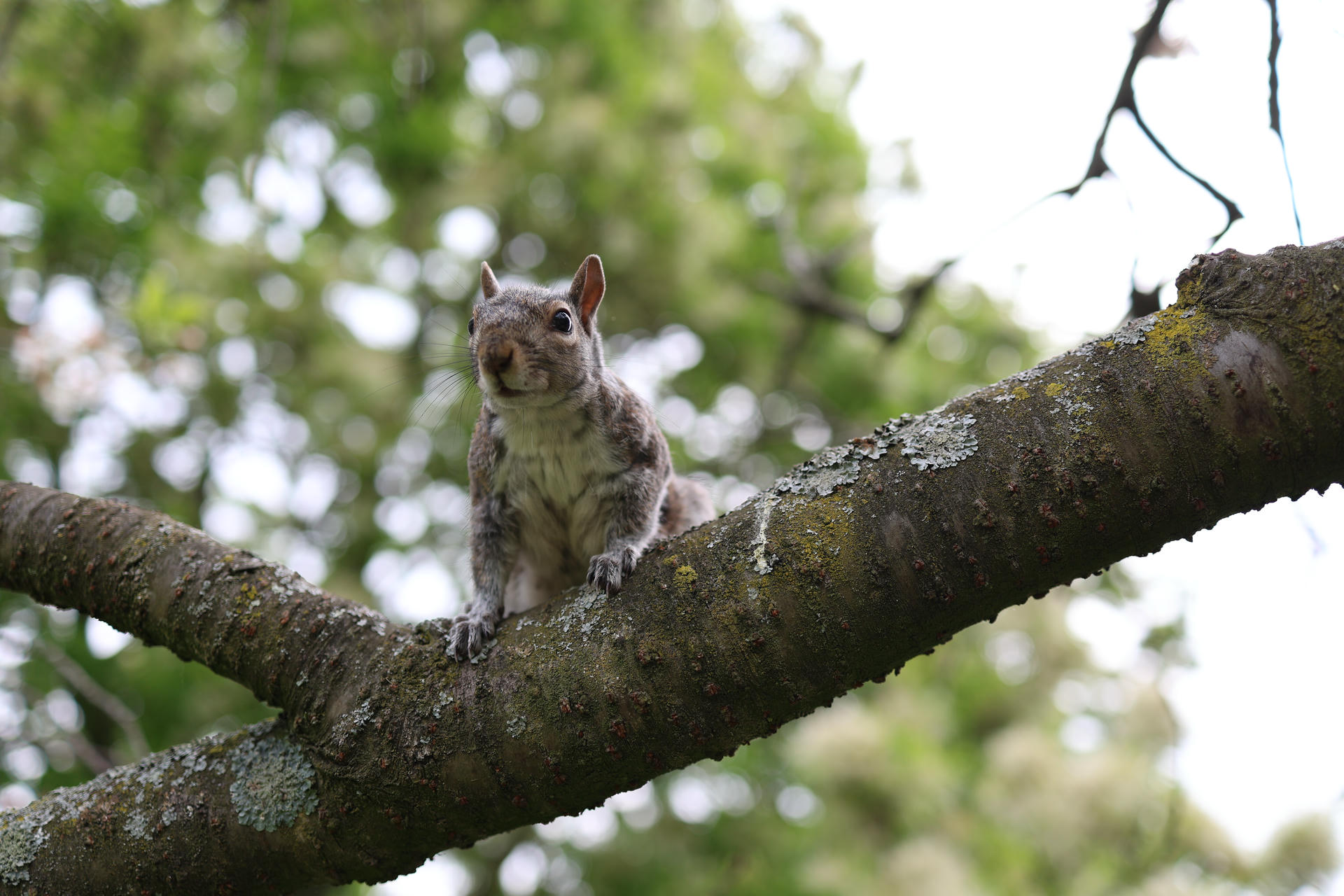 A gray squirrel is perched alertly on a tree branch, surrounded by a soft, green, leafy background. The squirrel faces the camera, its front paws gripping the branch as it looks ahead.