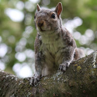A gray squirrel is perched alertly on a tree branch, surrounded by a soft, green, leafy background. The squirrel faces the camera, its front paws gripping the branch as it looks ahead.