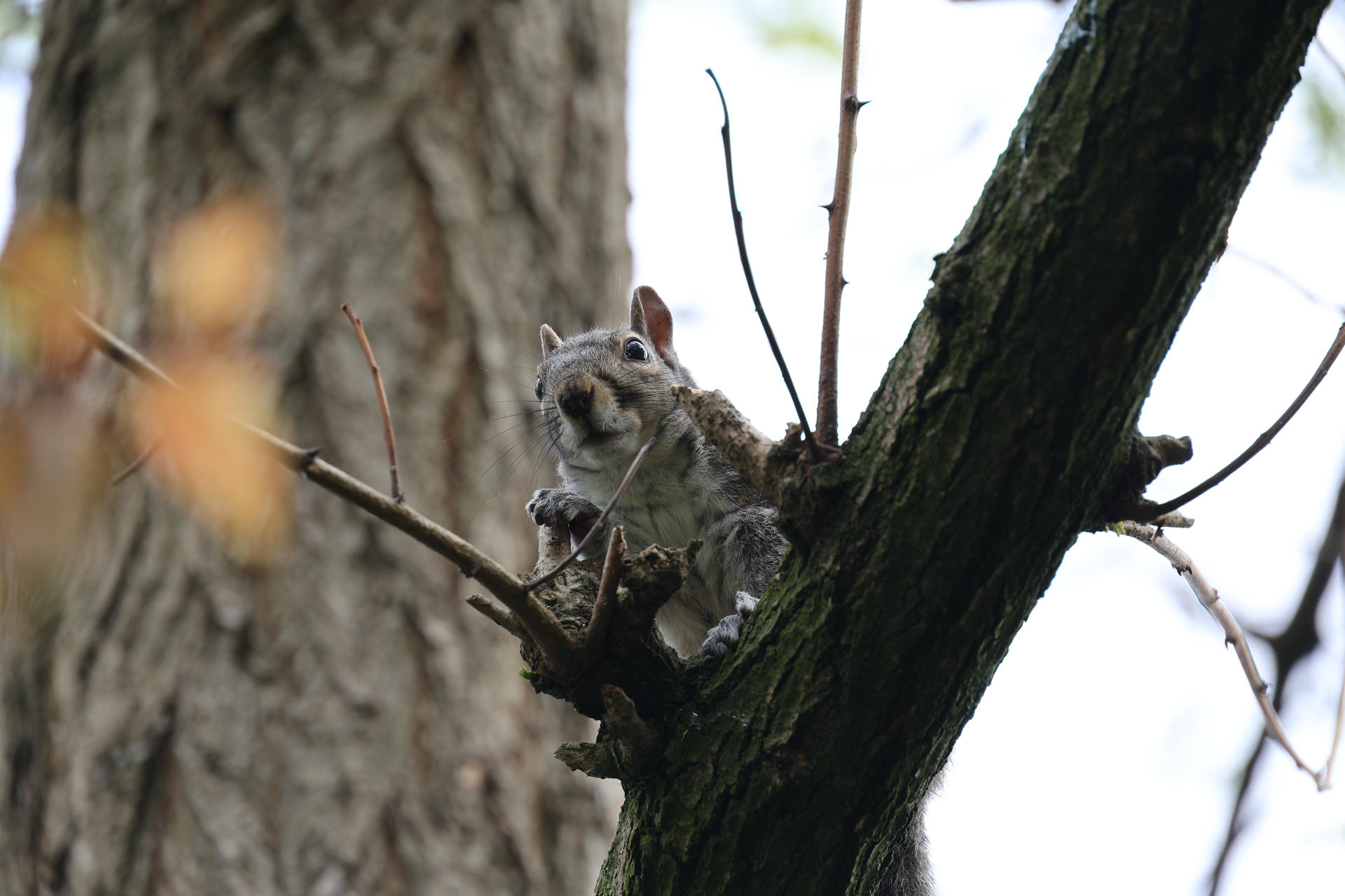 A gray squirrel is perched on a tree branch, looking directly at the camera with its front paws gripping the wood. The background is blurred, highlighting the squirrel's alert expression and bushy tail.