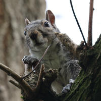 A gray squirrel is perched on a tree branch, looking directly at the camera with its front paws gripping the wood. The background is blurred, highlighting the squirrel's alert expression and bushy tail.