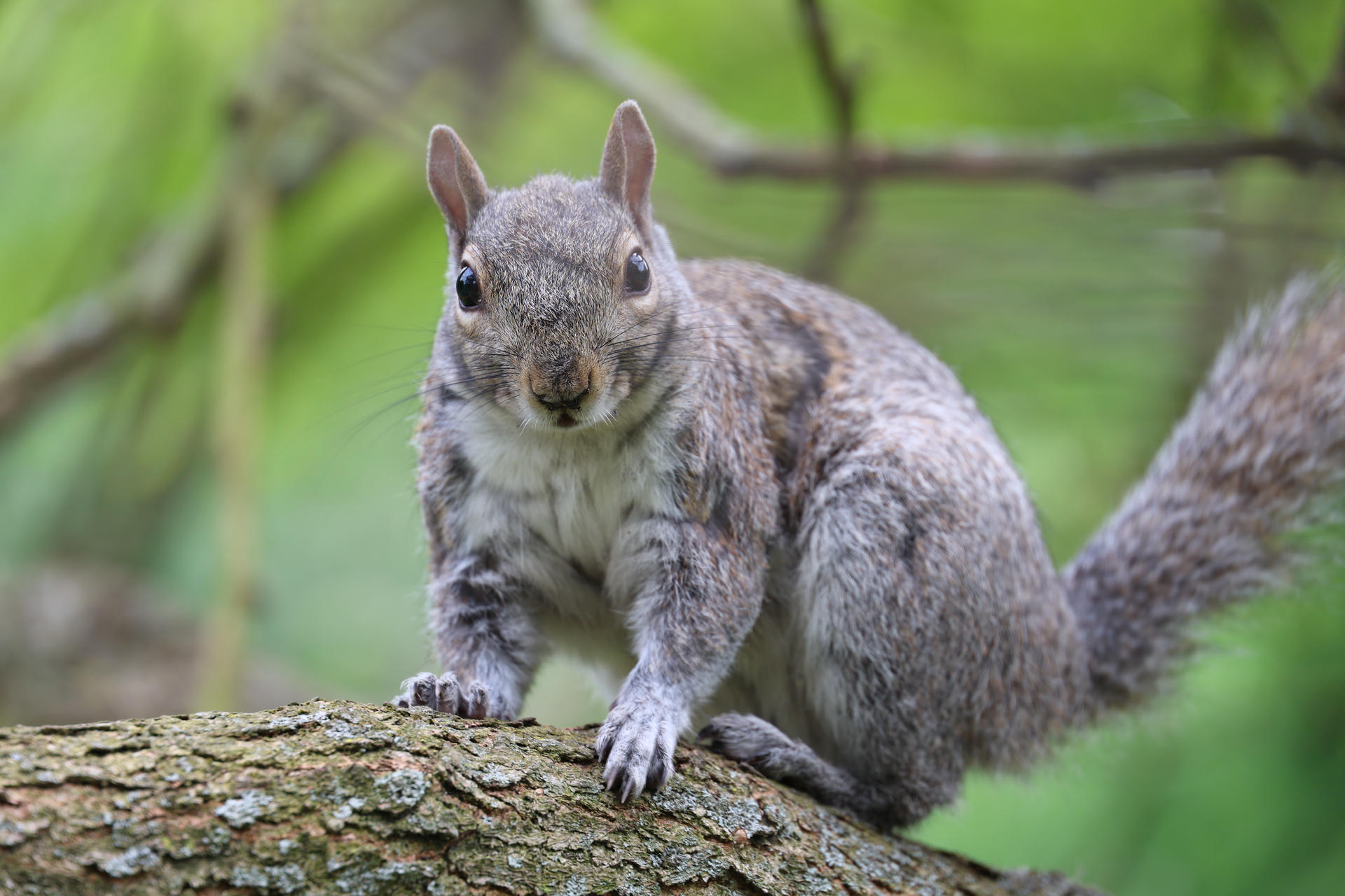 A gray squirrel is perched on a tree branch, looking directly at the camera with its bushy tail curled behind it. The background is a soft blur of green, highlighting the squirrel's alert posture.
