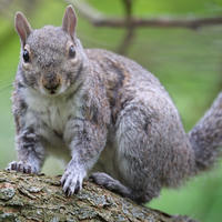 A gray squirrel is perched on a tree branch, looking directly at the camera with its bushy tail curled behind it. The background is a soft blur of green, highlighting the squirrel's alert posture.