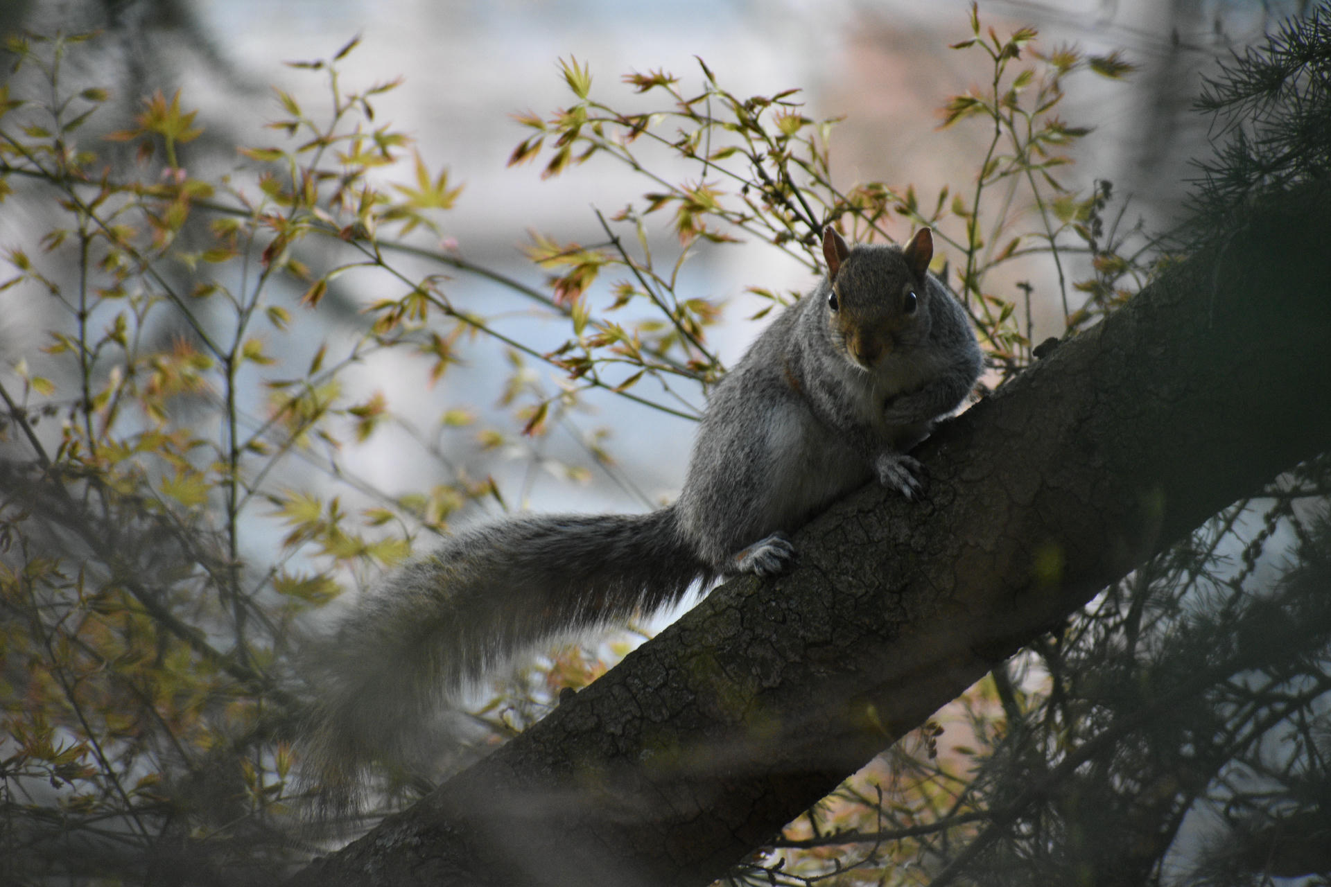 A gray squirrel sits alertly on a tree branch surrounded by delicate yellow-green leaves, with soft sunlight filtering through the background. Its bushy tail is curled behind it, and the scene feels calm and natural.
