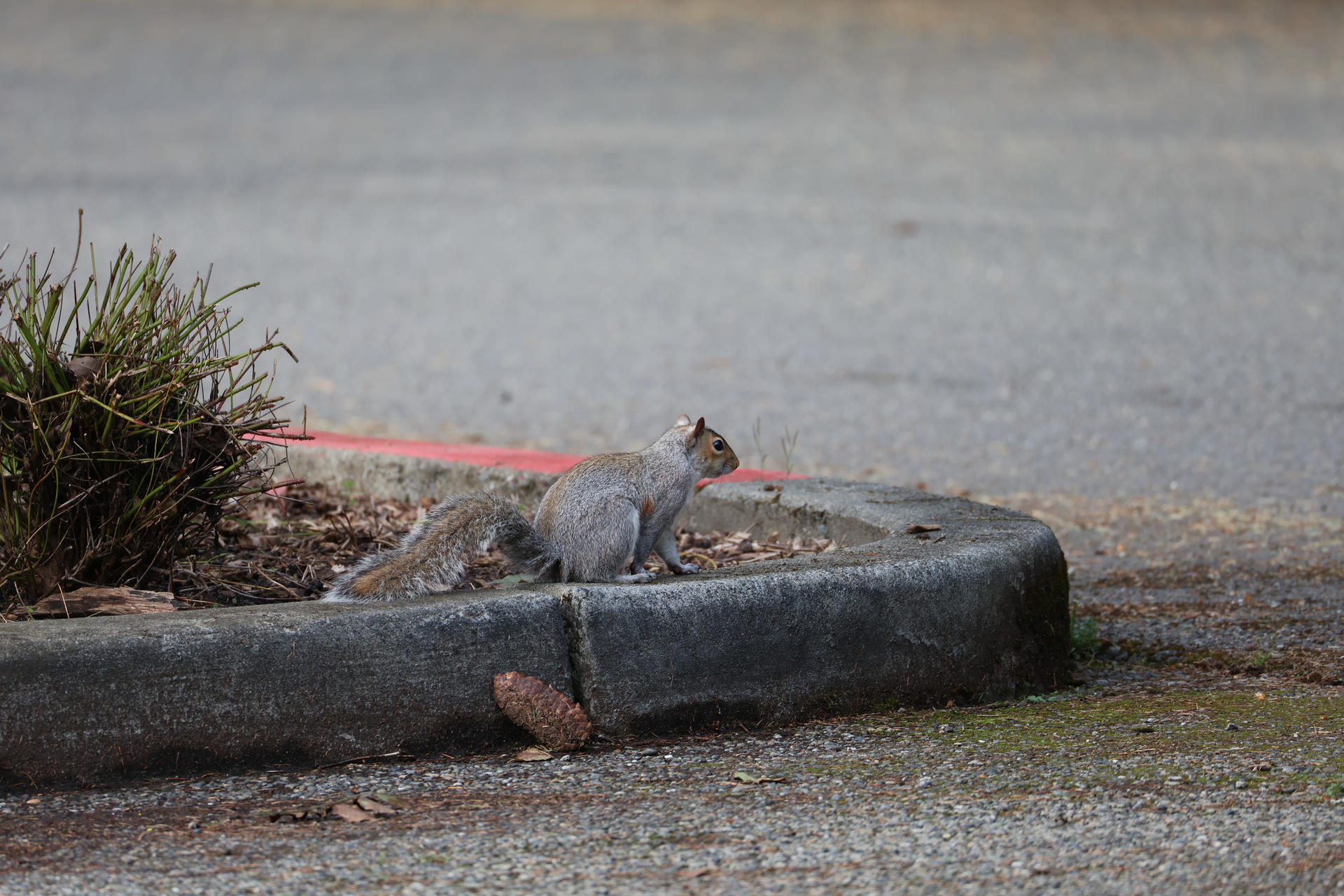 A gray squirrel is perched on the edge of a curb, surrounded by fallen leaves and pine cones. Its bushy tail is curled behind it as it looks alertly to the side.