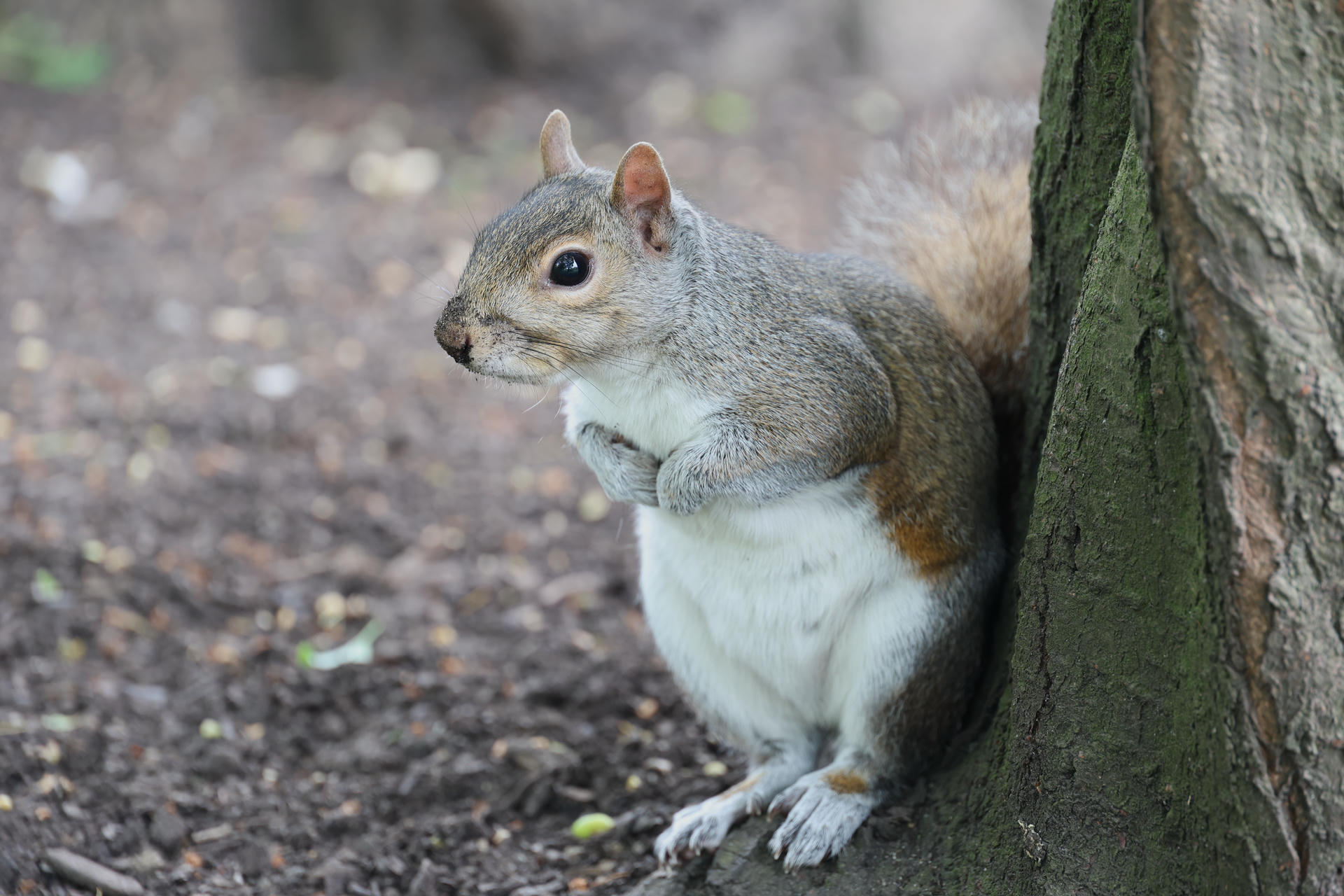 A gray squirrel sits upright on the ground next to a tree trunk, with its front paws held close to its chest. Its bushy tail is partially visible behind it, and the background is a mix of soil and scattered leaves.