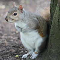 A gray squirrel sits upright on the ground next to a tree trunk, with its front paws held close to its chest. Its bushy tail is partially visible behind it, and the background is a mix of soil and scattered leaves.