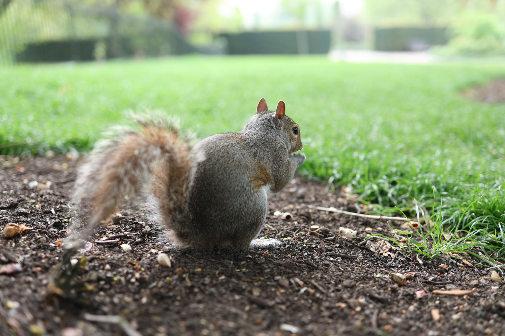 A gray squirrel sits on the ground with its bushy tail curled behind it, holding food in its front paws. The background is a soft blur of green grass, highlighting the squirrel's fur and alert posture.