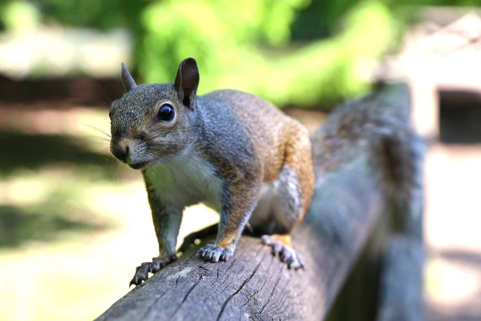 A gray squirrel is perched alertly on a tree branch, its fur highlighted by sunlight and its large eyes focused forward. The background is softly blurred with green foliage, drawing attention to the squirrel's curious expression and bushy tail.