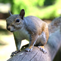 A gray squirrel is perched alertly on a tree branch, its fur highlighted by sunlight and its large eyes focused forward. The background is softly blurred with green foliage, drawing attention to the squirrel's curious expression and bushy tail.