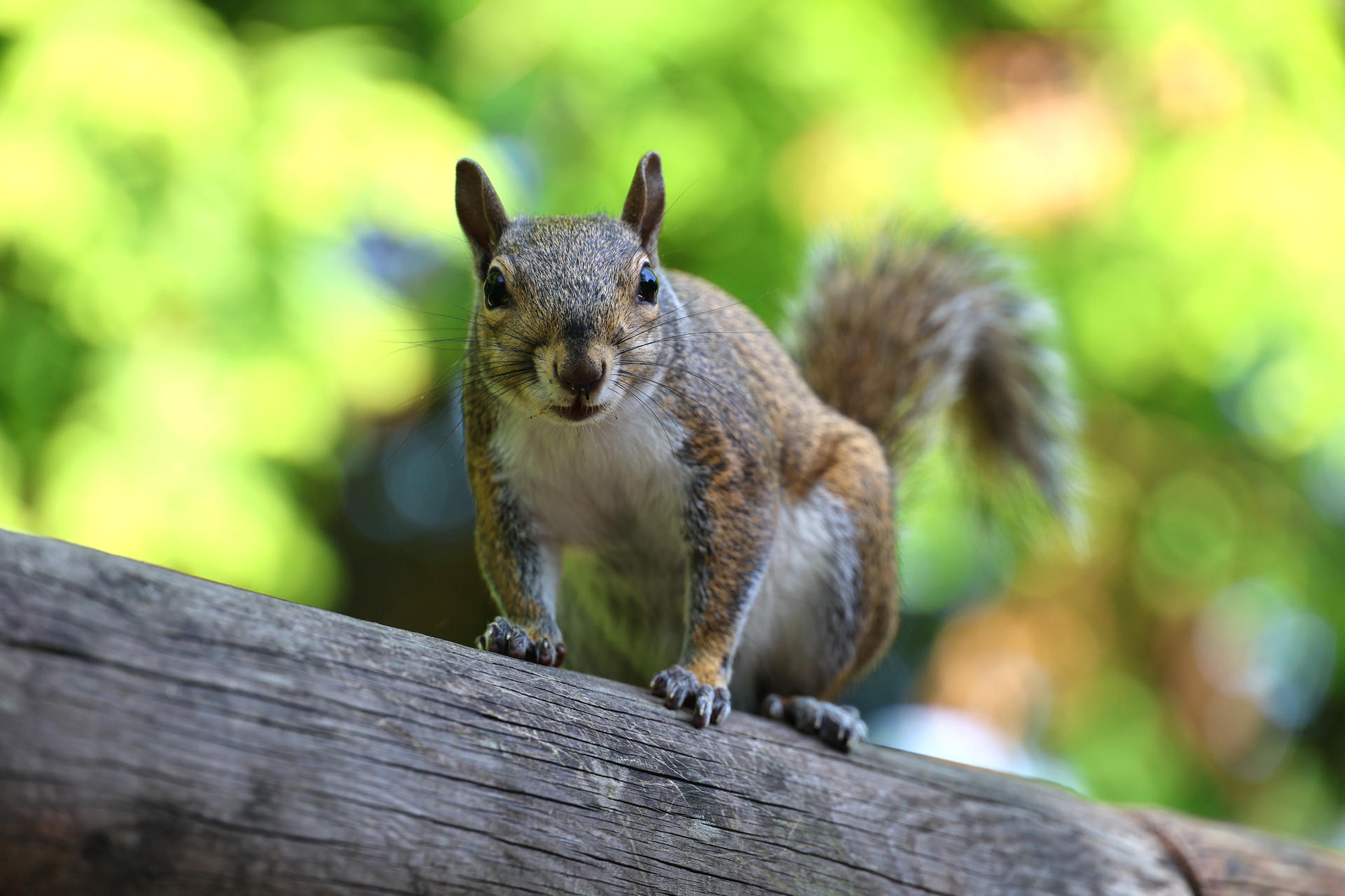 A gray squirrel is perched on a wooden surface, looking directly at the camera with its bushy tail raised behind it. The background is a soft blur of green and yellow, suggesting a natural outdoor setting.