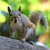 A gray squirrel is perched on a wooden surface, looking directly at the camera with its bushy tail raised behind it. The background is a soft blur of green and yellow, suggesting a natural outdoor setting.