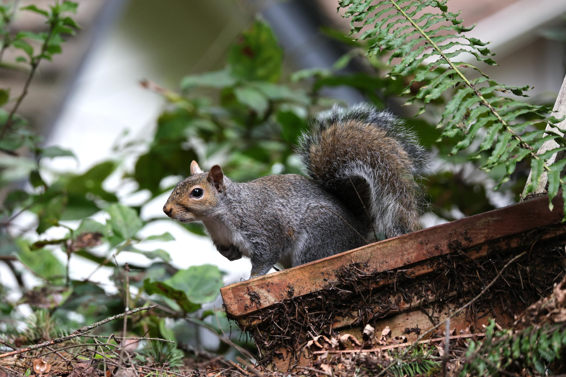 A gray squirrel stands alert on the edge of a ceramic flower pot, surrounded by green foliage. Its bushy tail is curled over its back as it looks attentively into the distance.