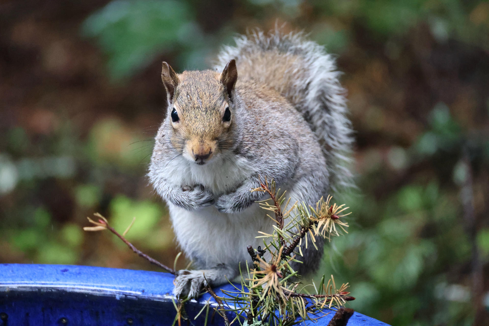 A gray squirrel is perched on the rim of a blue flower pot, looking directly at the camera with its front paws held close to its chest. The background is blurred greenery, highlighting the squirrel’s fluffy tail and alert posture.