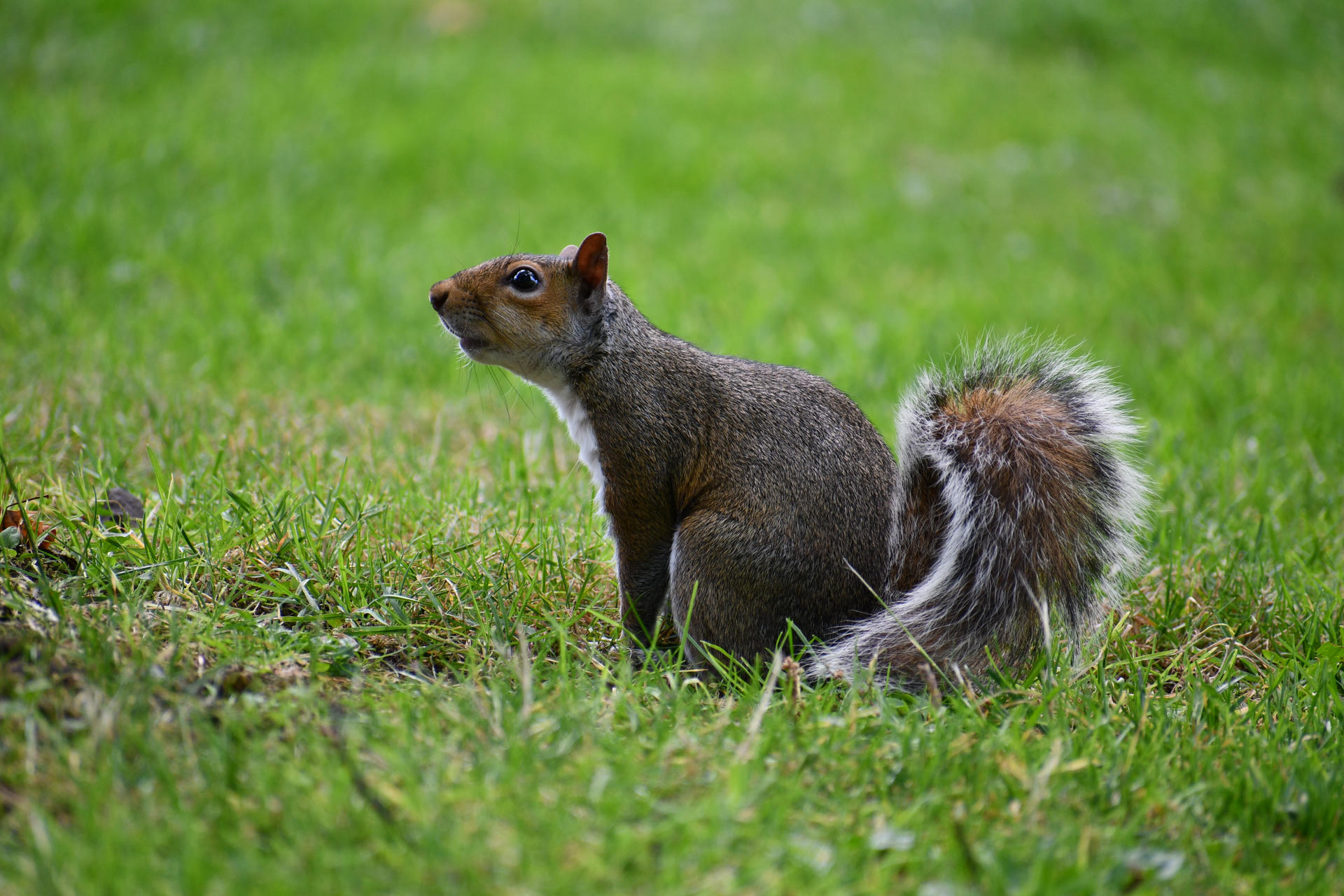 A gray squirrel is sitting upright in a grassy area, its bushy tail curled behind it. The background is a lush green, highlighting the squirrel's fur and alert posture.