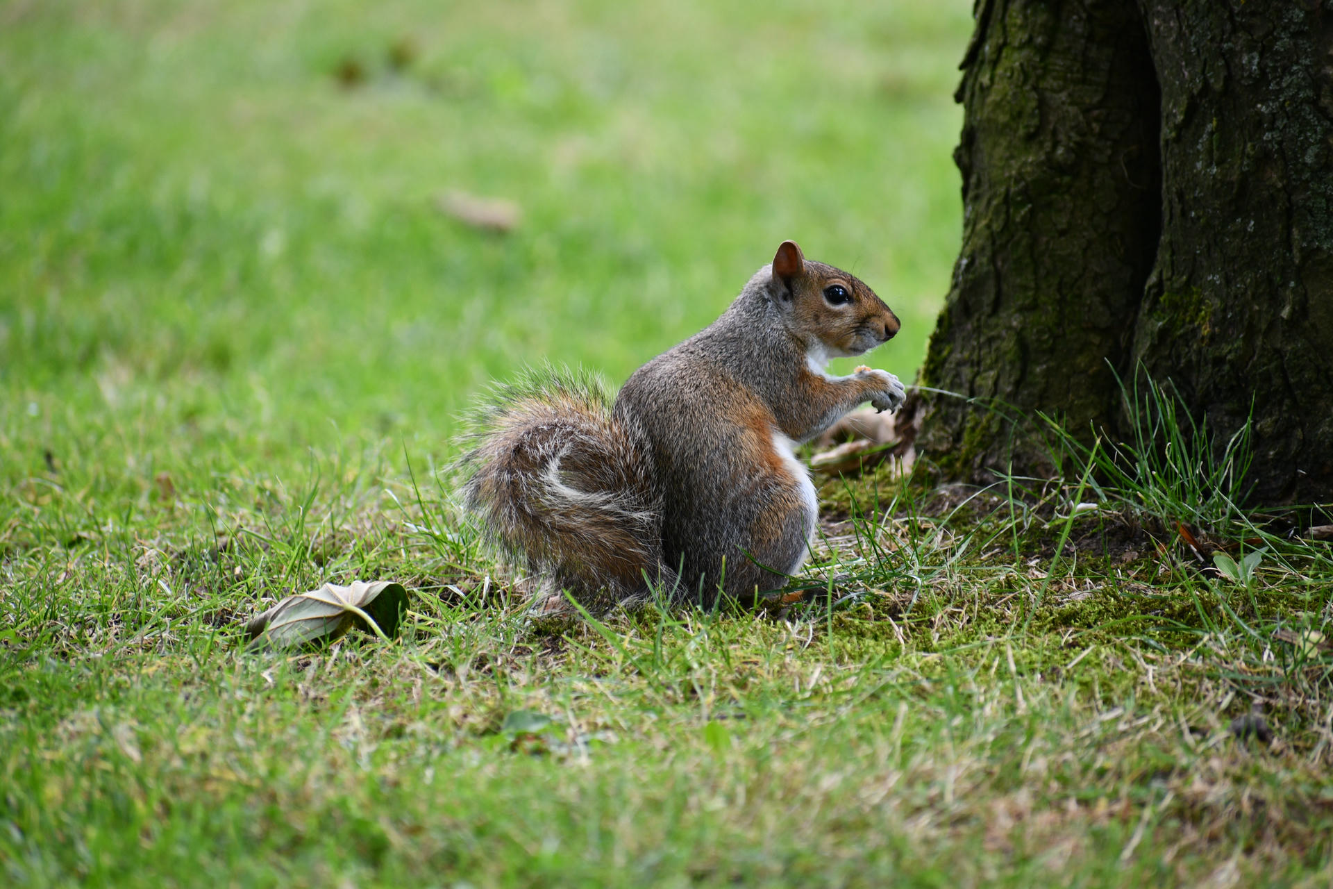 A gray squirrel sits upright on the grass near the base of a tree, holding something in its front paws. Its bushy tail is curled behind it, and the background is a soft blur of green.
