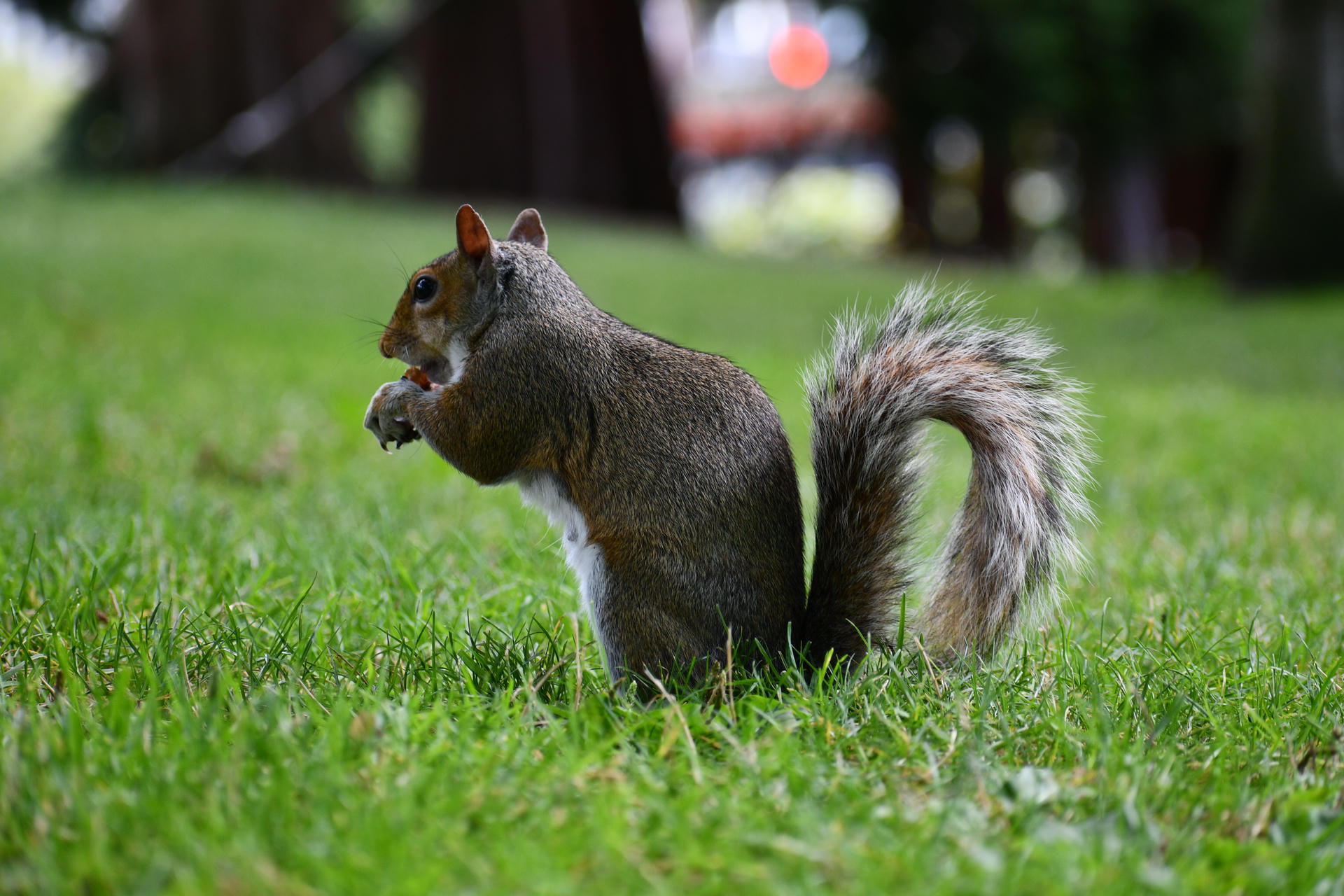 A gray squirrel sits upright on a grassy lawn, holding food in its front paws with its bushy tail curled behind it. The background is softly blurred, drawing attention to the squirrel’s alert posture.