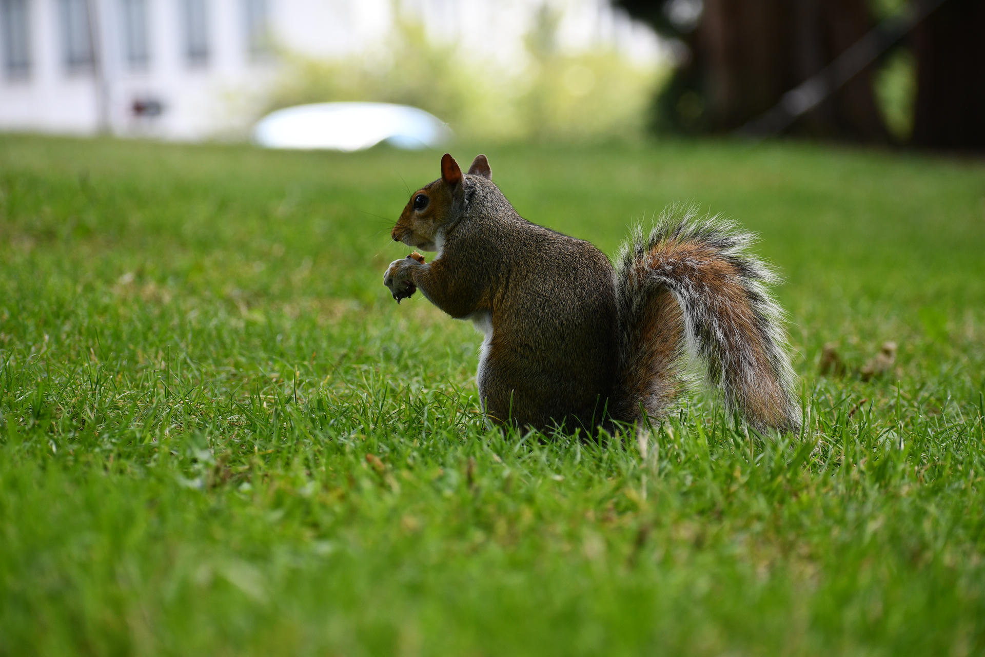 A gray squirrel sits upright on green grass, holding something in its front paws. Its bushy tail is curled up behind it, and the background is softly blurred.