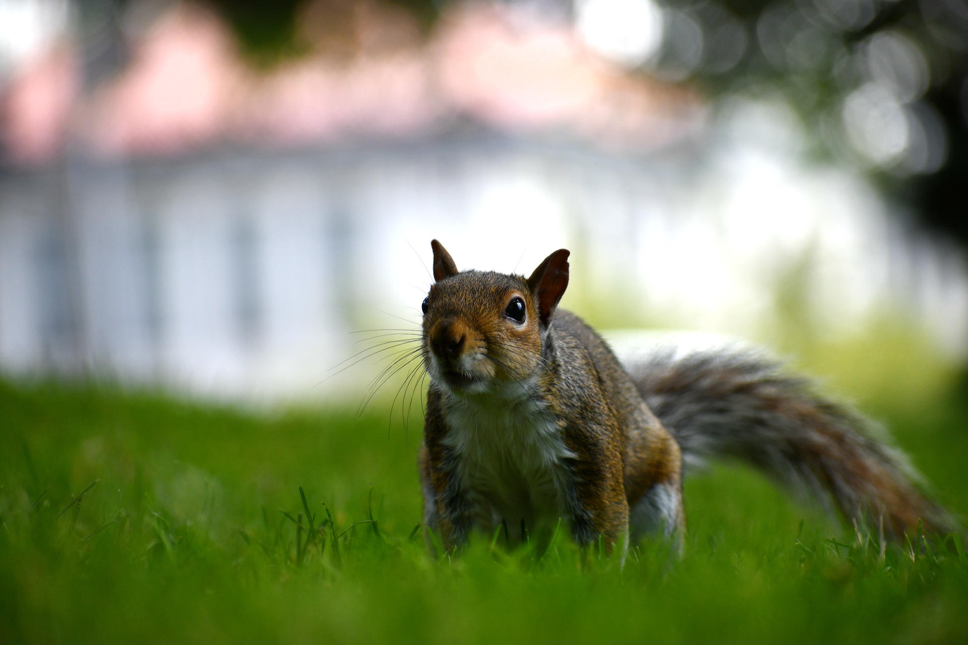 A gray squirrel stands alert on lush green grass, its bushy tail stretched out behind it and its ears perked up. The background is softly blurred, drawing focus to the squirrel's curious expression.