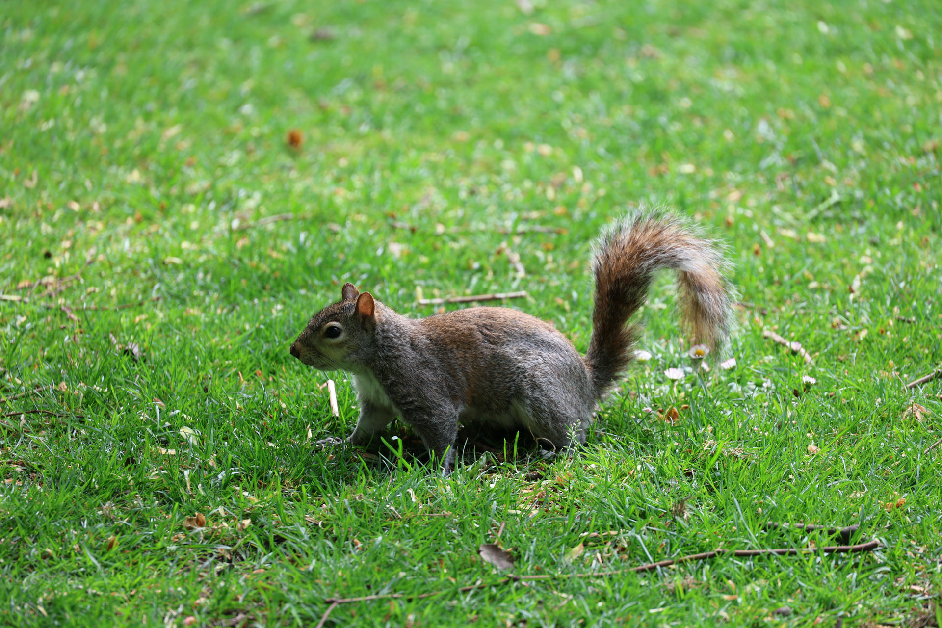A gray squirrel stands alert on a grassy lawn, its bushy tail arched high over its back. The squirrel's fur blends with the green background, and it appears to be searching for food or listening for sounds.