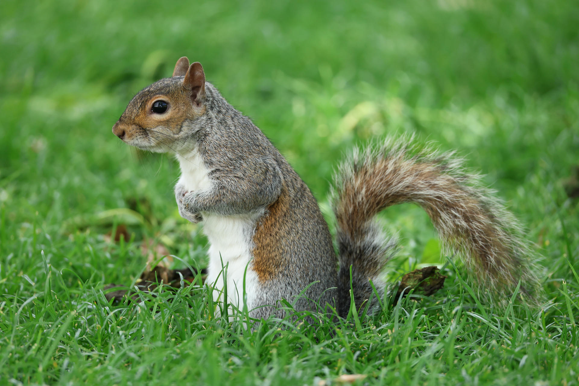 A gray squirrel stands upright on its hind legs in a grassy area, with its bushy tail curled behind it. The squirrel appears alert and is surrounded by vibrant green grass.