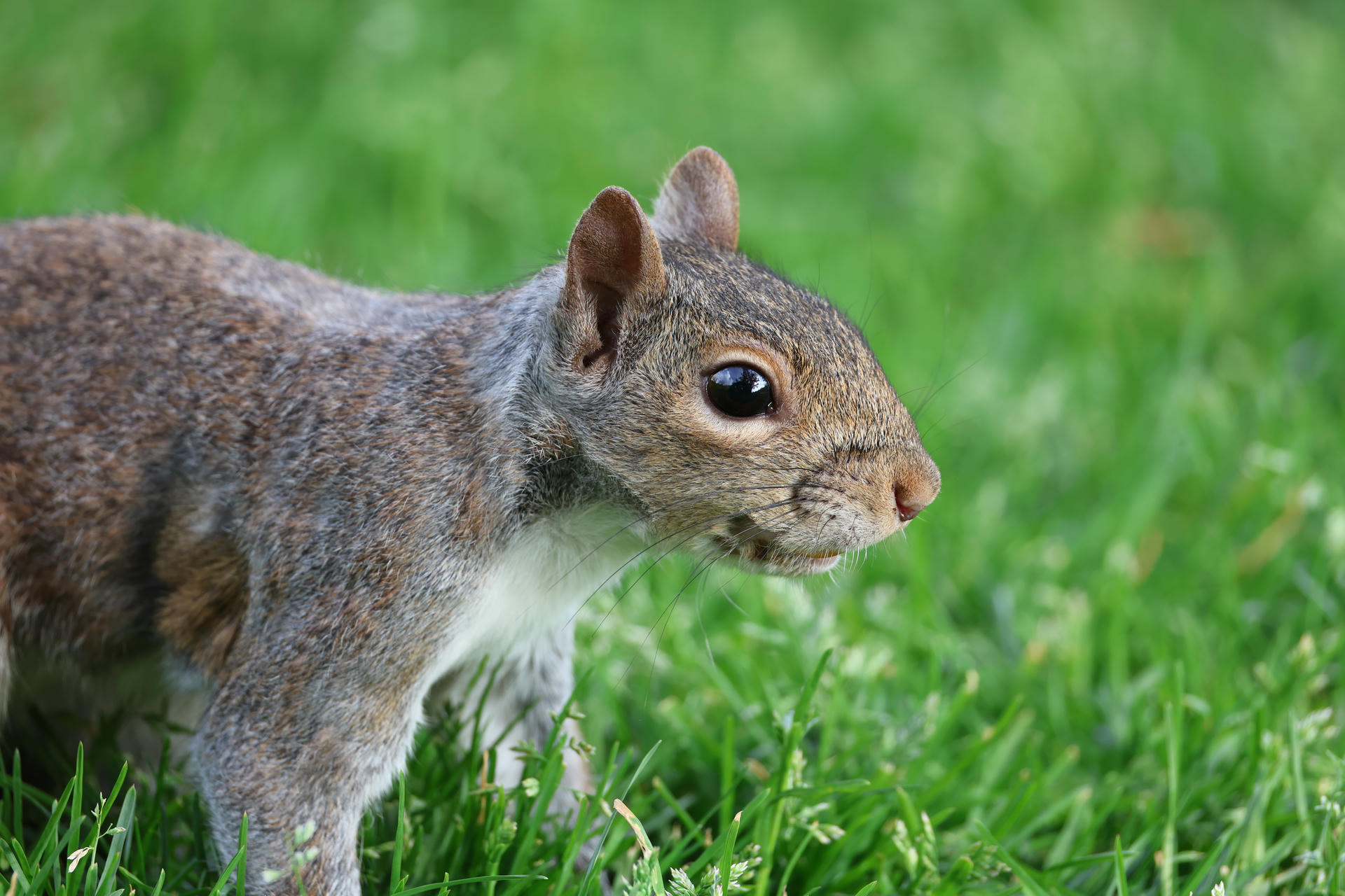 A gray squirrel stands alert on vibrant green grass, its fur a mix of gray and brown with a white underbelly. The squirrel's large dark eye and pointed ear are clearly visible as it looks to the right.