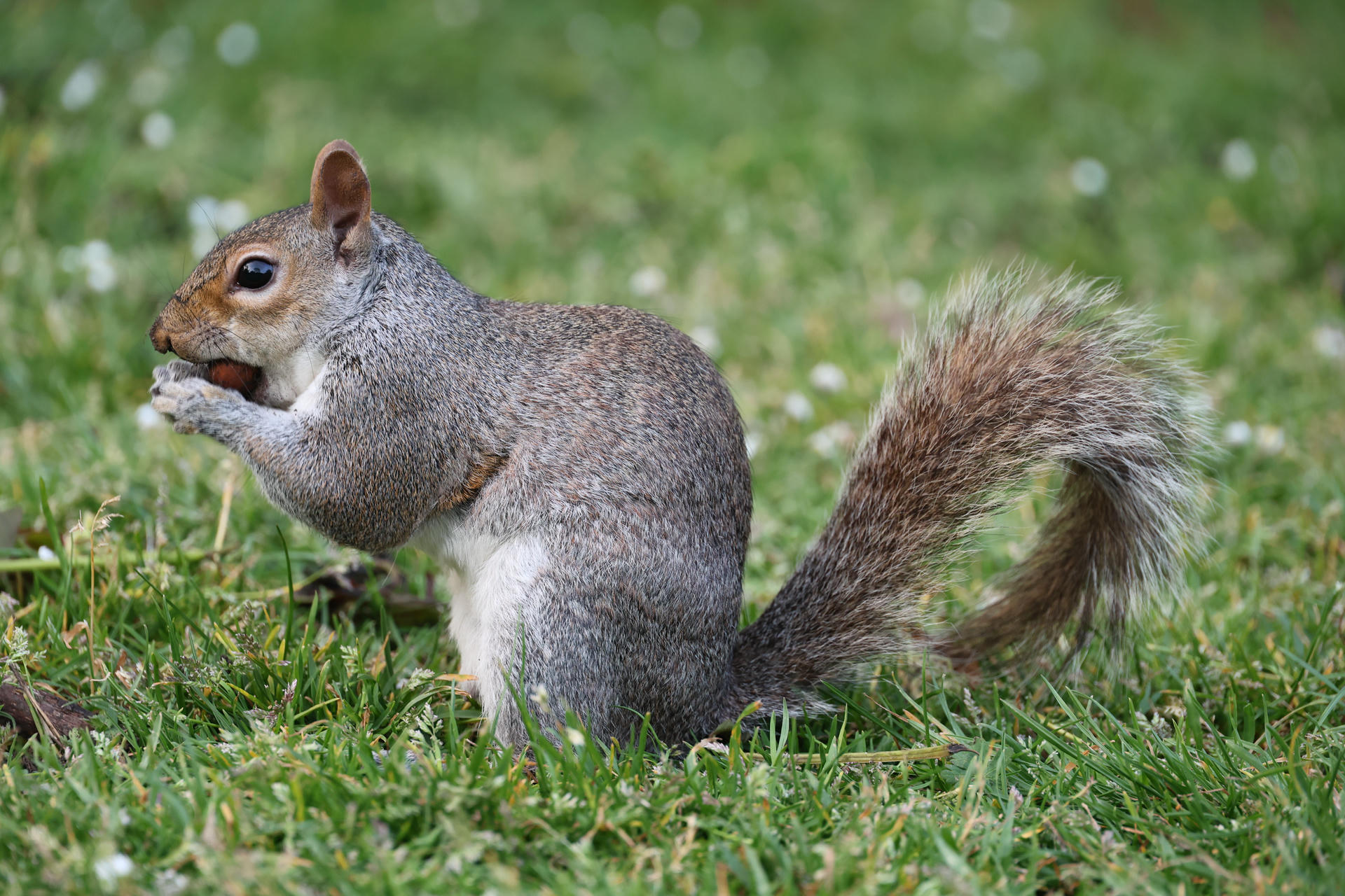 A gray squirrel sits upright on green grass, holding food in its front paws. Its bushy tail curves behind it, and small white flowers are scattered in the background.