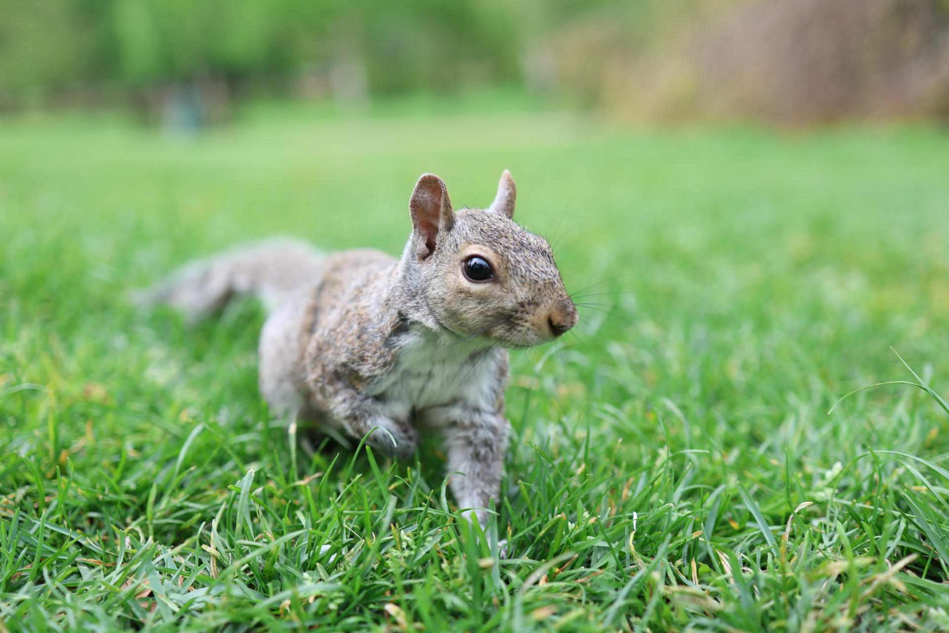 A gray squirrel is standing alert on green grass, its fur a mix of soft gray and brown tones. The squirrel's large dark eyes and perked ears give it an attentive expression.