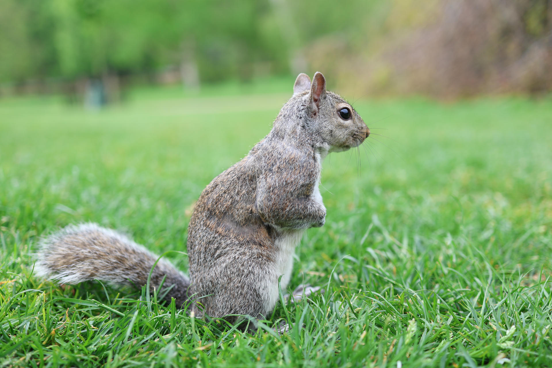 A gray squirrel stands upright on its hind legs in a grassy area, looking alert with its bushy tail visible behind it. The background is softly blurred, highlighting the squirrel’s detailed fur and curious expression.